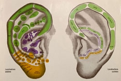 Détail de la cartographie de l'oreille